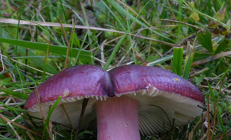 Russula queletii.